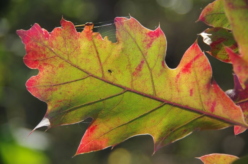 Seasonal change