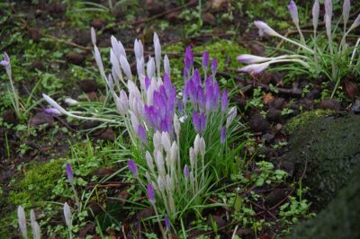 Crocuses in the rain