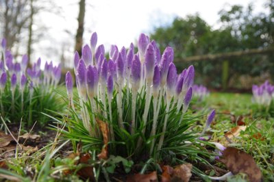 Crocuses in the rain