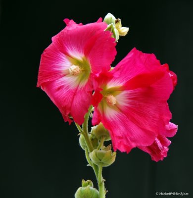 July flower Alcea Rosea