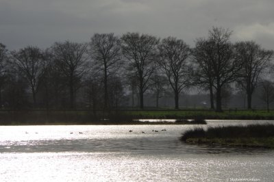 Winter landscape