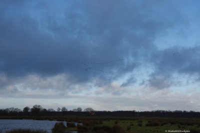 Three flocks of geese flying south