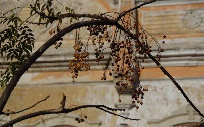 Berries from last season