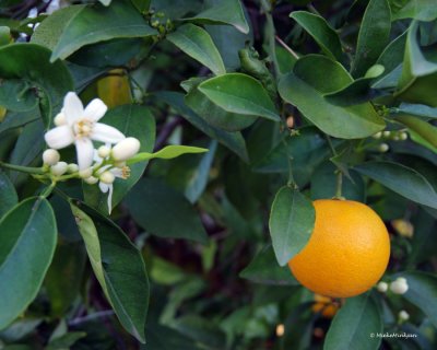 Orange blossoms