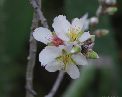 Almond blossom