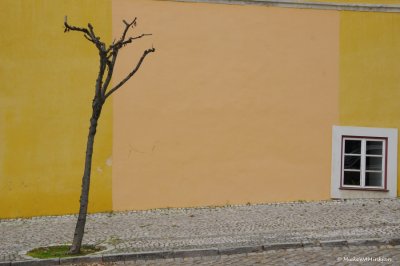 Yellow wall with tree