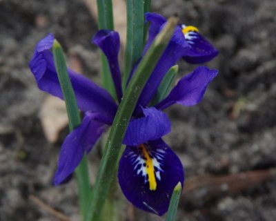 A litlle Dutch Iris