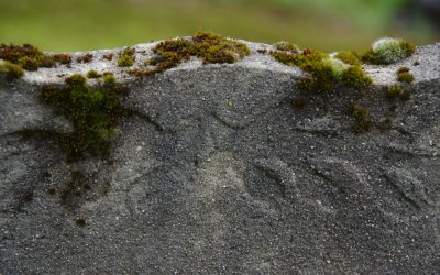 Tombstone and moss