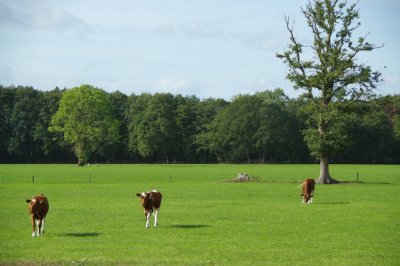 Landscape