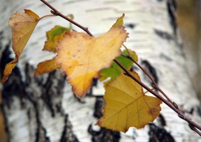 Seasonal