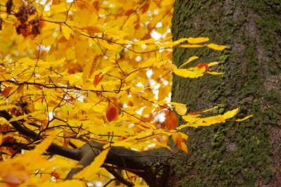 Seasonal