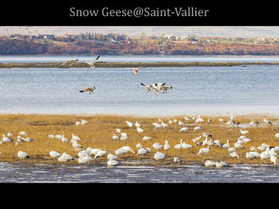 Snow Geese 2017