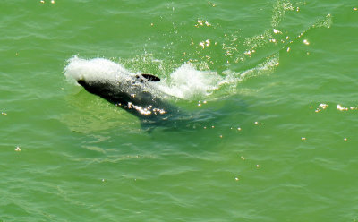 Dolphin Clearwater Beach