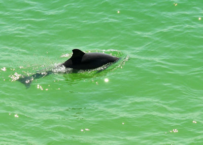 Dolphin Clearwater Beach