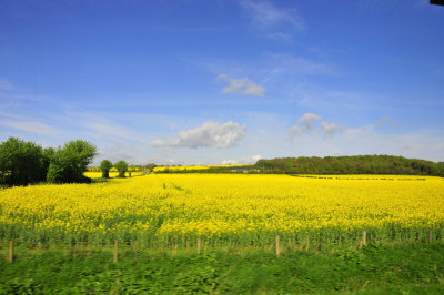 The New Forest - South of England