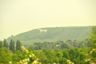 Wiltshire Horse