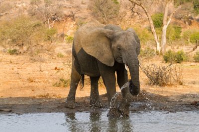 Elephants at watering hole