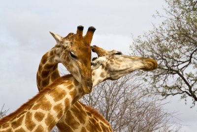 Fighting Giraffes