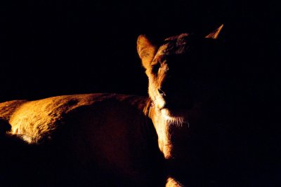 Lioness at dusk