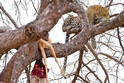 Leopard guarding prey