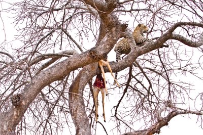 Leopard guarding prey