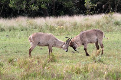 Waterbucks fighting