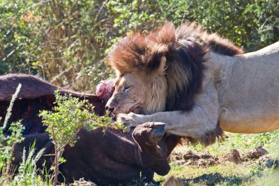 Lion with buffalo carcass