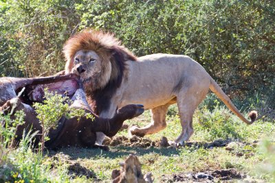 Lion with buffalo carcass