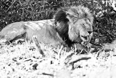 Lion with buffalo carcass