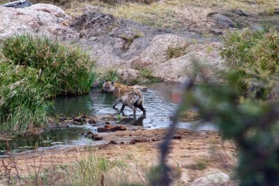 Hyena at watering hole