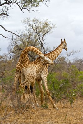 Giraffes fighting