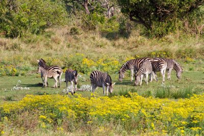 Zebra herd