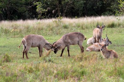 Young male waterbuck fighting