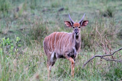 Young male Nyala