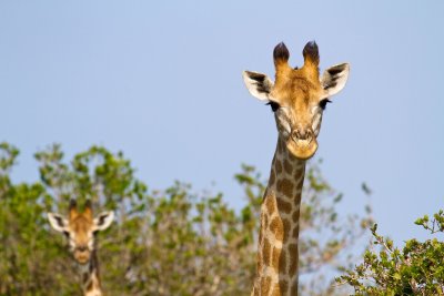 Giraffes