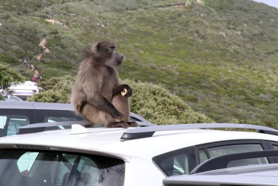 Baboon at Cape Hope