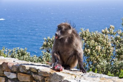 Baboon at Cape Hope