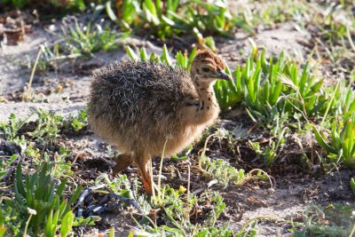 Baby Ostrich