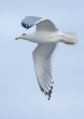 caspian gull falsterbo pattern like female grou.jpg