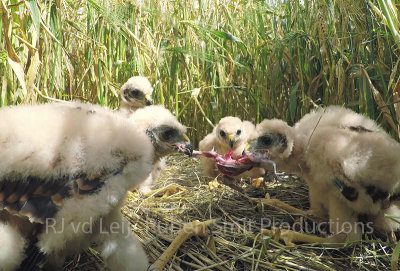 Kuikens in nest met vogelprooi Groningen juli 2017