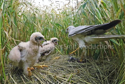 Man met prooi en twee jongen Groningen juli 2017