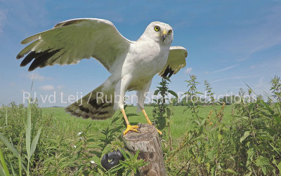 Nest of pallid harrier in the netherlands 1