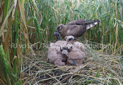 Nest of pallid harrier in the netherlands 2