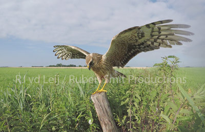 Nest of pallid harrier in the netherlands 4