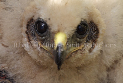 Nest of pallid harrier in the netherlands 5