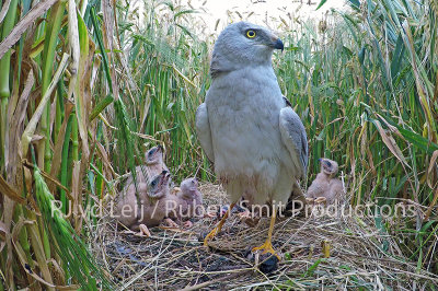 Nest of pallid harrier in the netherlands 8