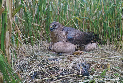 Nest of pallid harrier in the netherlands 14