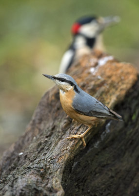 klever tuin.jpg