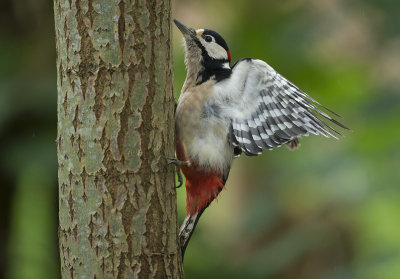 grote bonte tuin.jpg