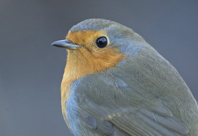 roodborst 1.jpg